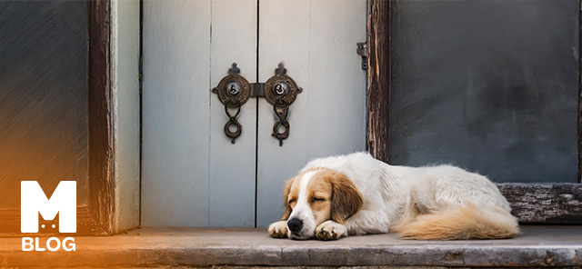 Köpekler Neden Kapı Önünde Uyur?