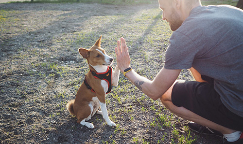 KÖPEK EĞİTİMİ