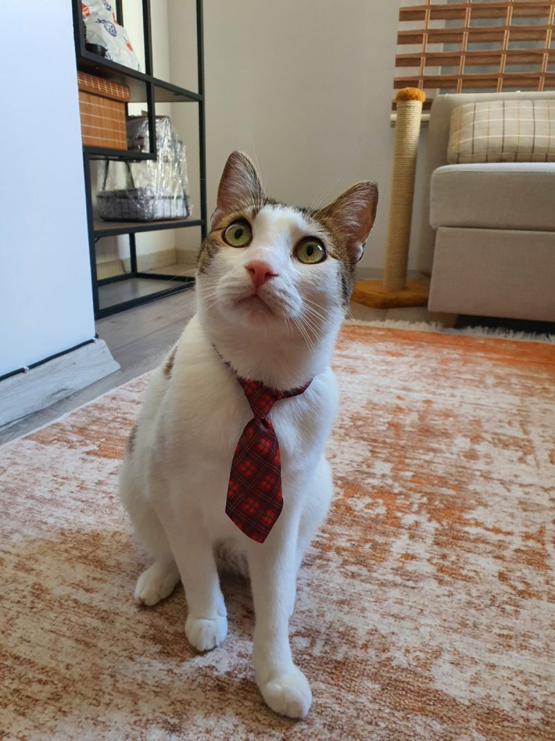 çok tatlı