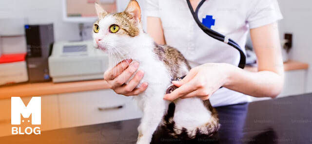 Belediye Kedi Kısırlaştırma Fiyatları