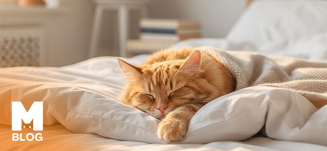Kediler Yatağa Nasıl Alıştırılır?