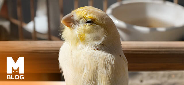 Kuş Biti Nedir, Nasıl Temizlenir?