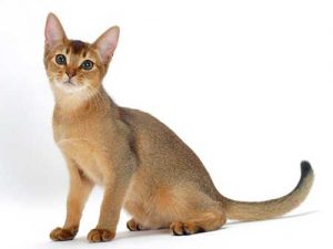 Abyssinian