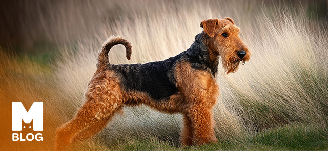 Airedale Terrier Irkı Özellikleri, Bakımı ve Karakteri