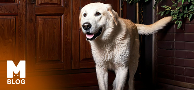 Akbaş Köpek Irkı Hakkında Bilmeniz Gerekenler