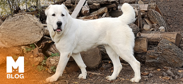 Alabay (Alabai) Cinsi Köpek Özellikleri, Bakımı ve Eğitimi