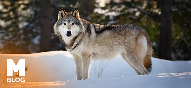 Alaska Kurdu (Alaska Malamutu) Irkı, Özellikleri ve Eğitimi