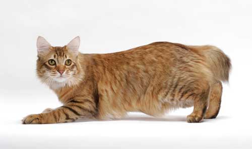 American Bobtail