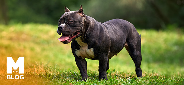 American Bully Köpek Irkı ve Özellikleri