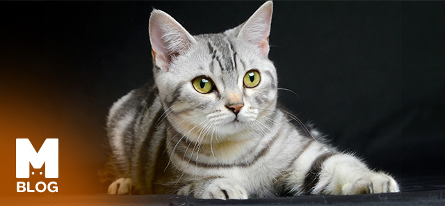 American Shorthair Bakımı ve Özellikleri