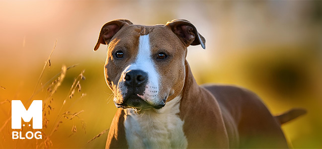 American Staffordshire Terrier Irkı Özellikleri ve Bakımı