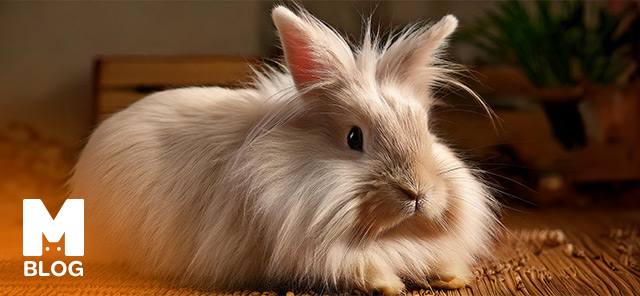 Ankara Tavşanı (Angora Tavşanı) Özellikleri ve Bakımı