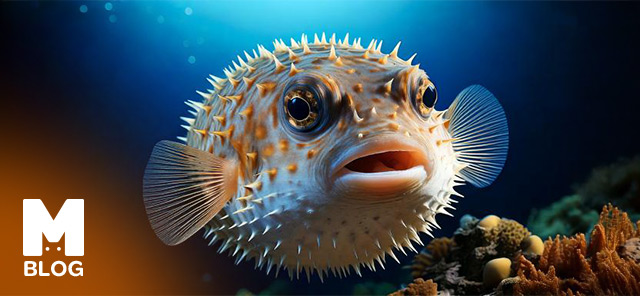 Balon Balığı (Pufferfish) Hakkında Bilmeniz Gerekenler