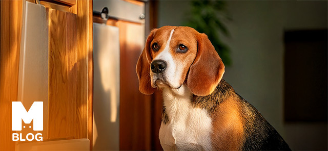 Beagle Köpeği Özellikleri ve Bakımı