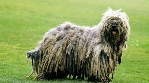 Bergamasco Çoban Köpeği Özellikleri