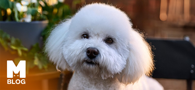 Bişon Çuha (Bichon Frise) Köpeği Irkı Özellikleri ve Bakımı