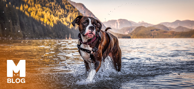 Boxer Köpekleri Hakkında Bilmeniz Gerekenler