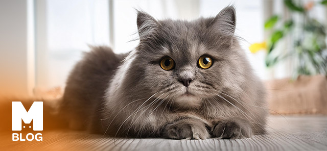 British Longhair Özellikleri ve Bakımı