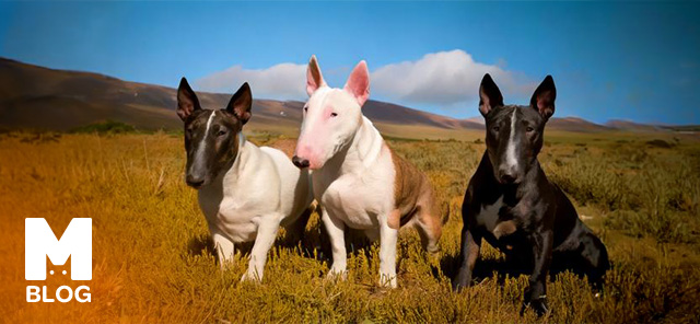 Bull Terrier Cinsi Köpeklerin Özellikleri, Bakımı ve Eğitimi