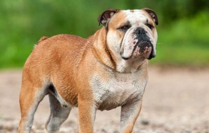 Bulldog Köpek Irkı ve Özellikleri