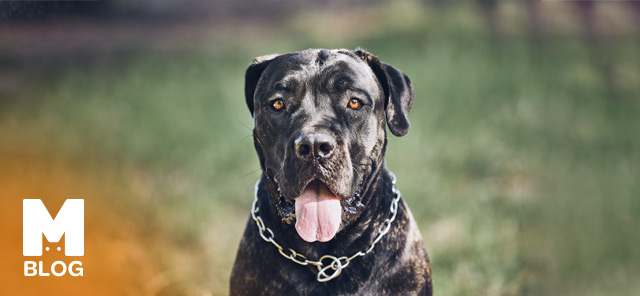 Cane Corso Bakımı ve Özellikleri