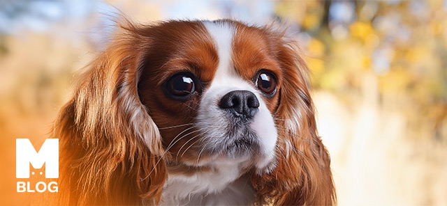 Cavalier King Charles Spaniel Irkı Özellikleri ve Bakımı