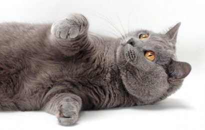 Chartreux