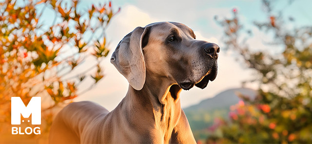 Danua Köpek Cinsi Özellikleri ve Bakımı