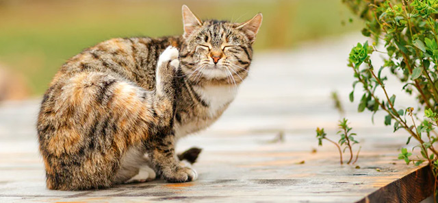 Kedi Köpeklerde Dış Parazit ve Bit