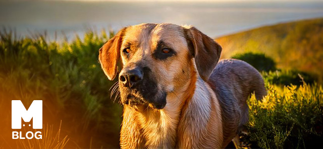 Çapar Köpek Irkı Özellikleri, Bakımı ve Eğitimi