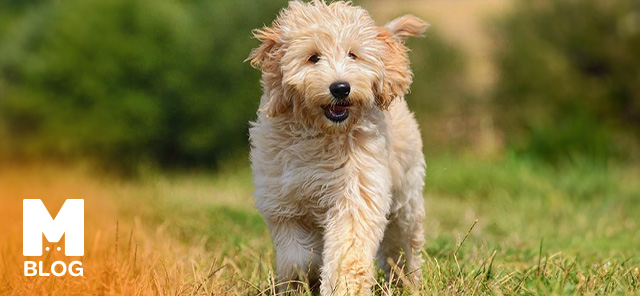 Goldendoodle Köpek Irkı Özellikleri, Beslenmesi ve Bakımı