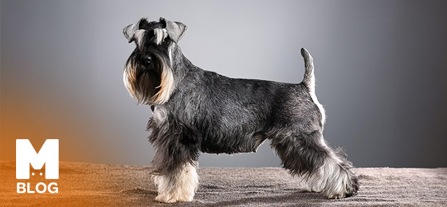 Schnauzer Köpek Irkı Özellikleri, Bakımı ve Eğitimi Rehberi