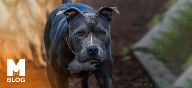 Dünyadaki En Güçlü 10 Köpek Cinsi