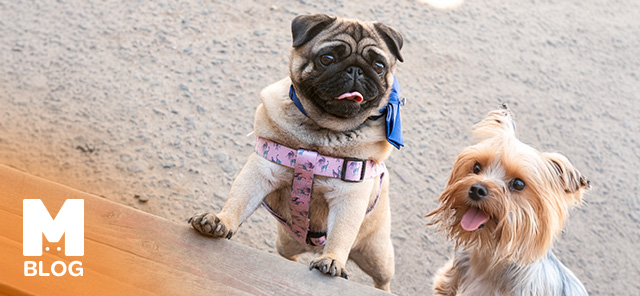 Dünyanın En Tatlı Köpekleri