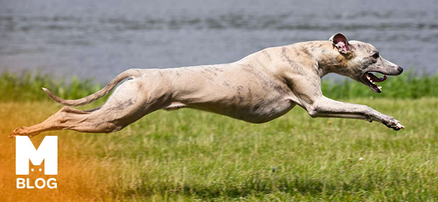 En Hızlı Koşan Köpekler