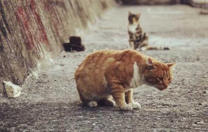 Ev Kedileri Sokakta Yaşayamaz!