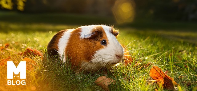 Ginepig (Guinea Pig) Türleri, Özellikleri ve Bakım İpuçları