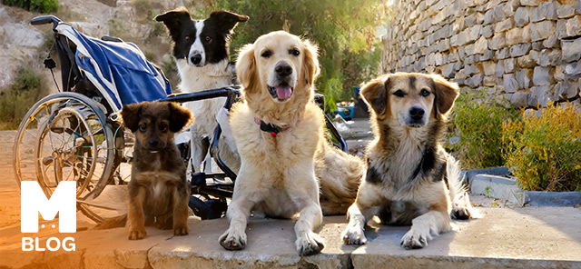 Görme Engellilerin En İyi Arkadaşları; Rehber Köpekler