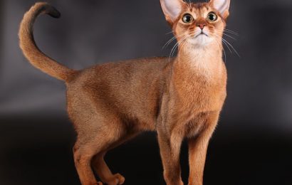 Habeş (Abyssinian) Kedisi Irkı ve Özellikleri