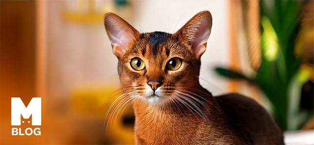 Habeş (Abyssinian) Kedisi Irkı ve Özellikleri
