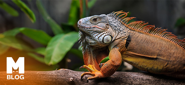 İguana Türleri, Özellikleri, Bakımı ve Beslenmesi