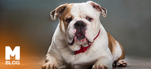 İngiliz Bulldog Özellikleri ve Bakımı