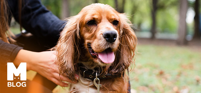 İngiliz Cocker Spaniel Özellikleri ve Bakımı