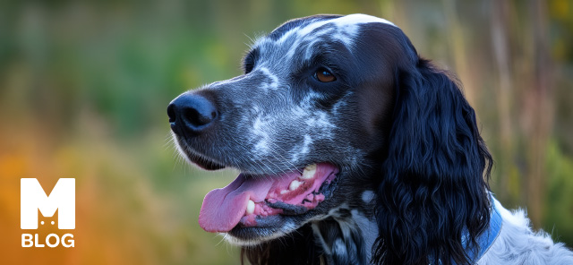 İngiliz Setter Köpek Irkı Özellikleri ve Bakımı