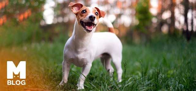 Jack Russell Bakımı ve Özellikleri