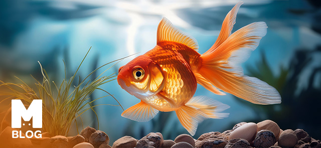 Japon Balığı (Goldfish) Türleri, Özellik ve Bakım Rehberi