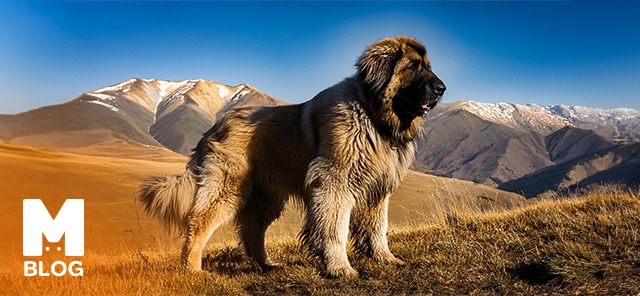 Kafkas (Kars) Çoban Köpeği Özellikleri ve Bakım Rehberi 