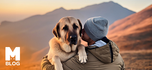 Kangal Köpek Özellikleri ve Bakımı