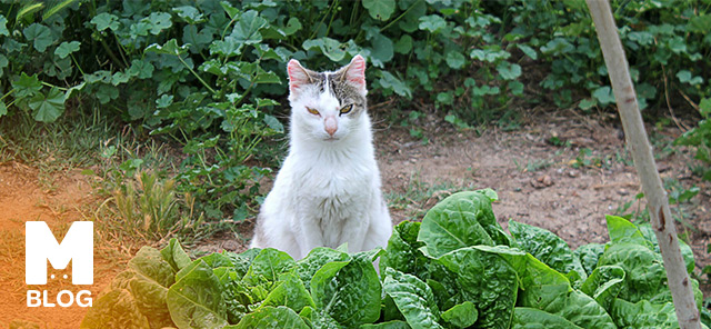 Kedi Ispanak Yer mi?