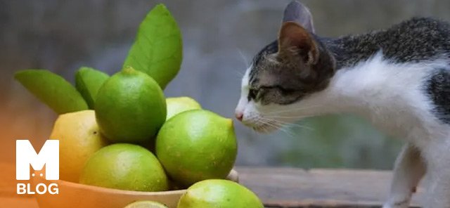 Kedi Limon Yer mi?